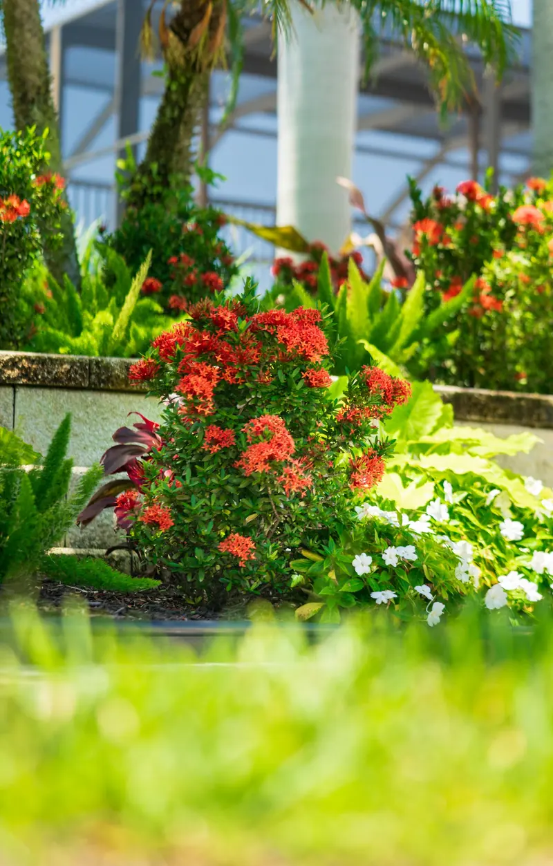 Red ixora blooms in a planted border with white flowers