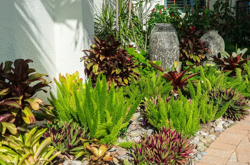 Tropical bed of foxtail ferns, bromeliads and ti plants with river rock accents