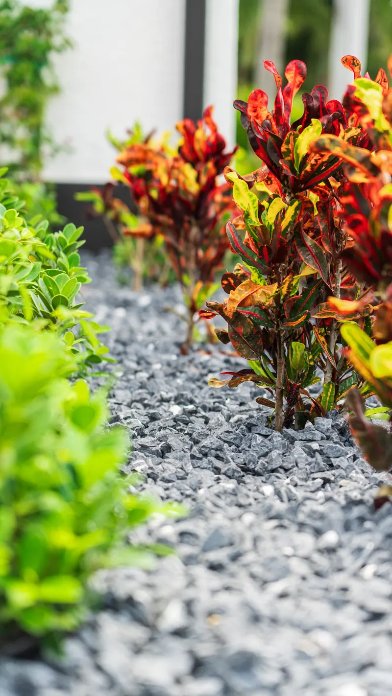 Close view of colorful crotons growing in gray decorative rock