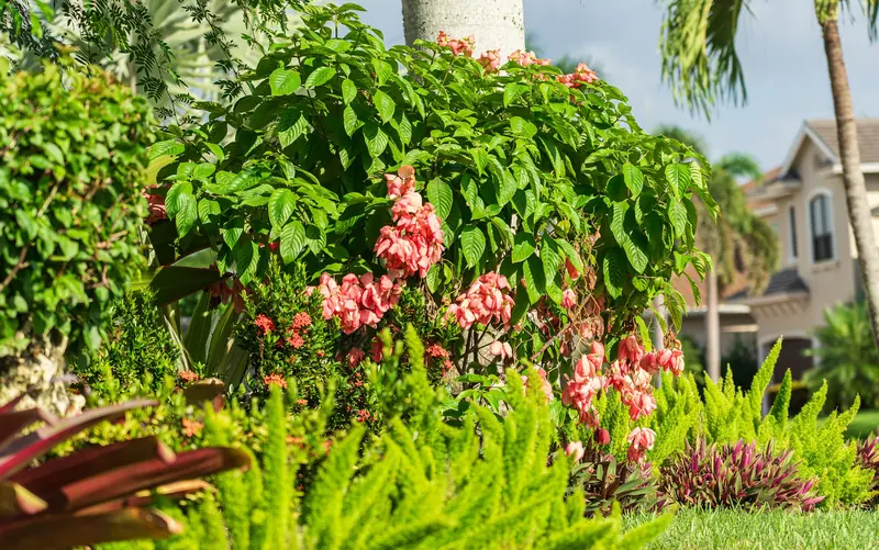Flowering shrub with salmon-pink blooms above a border of ferns