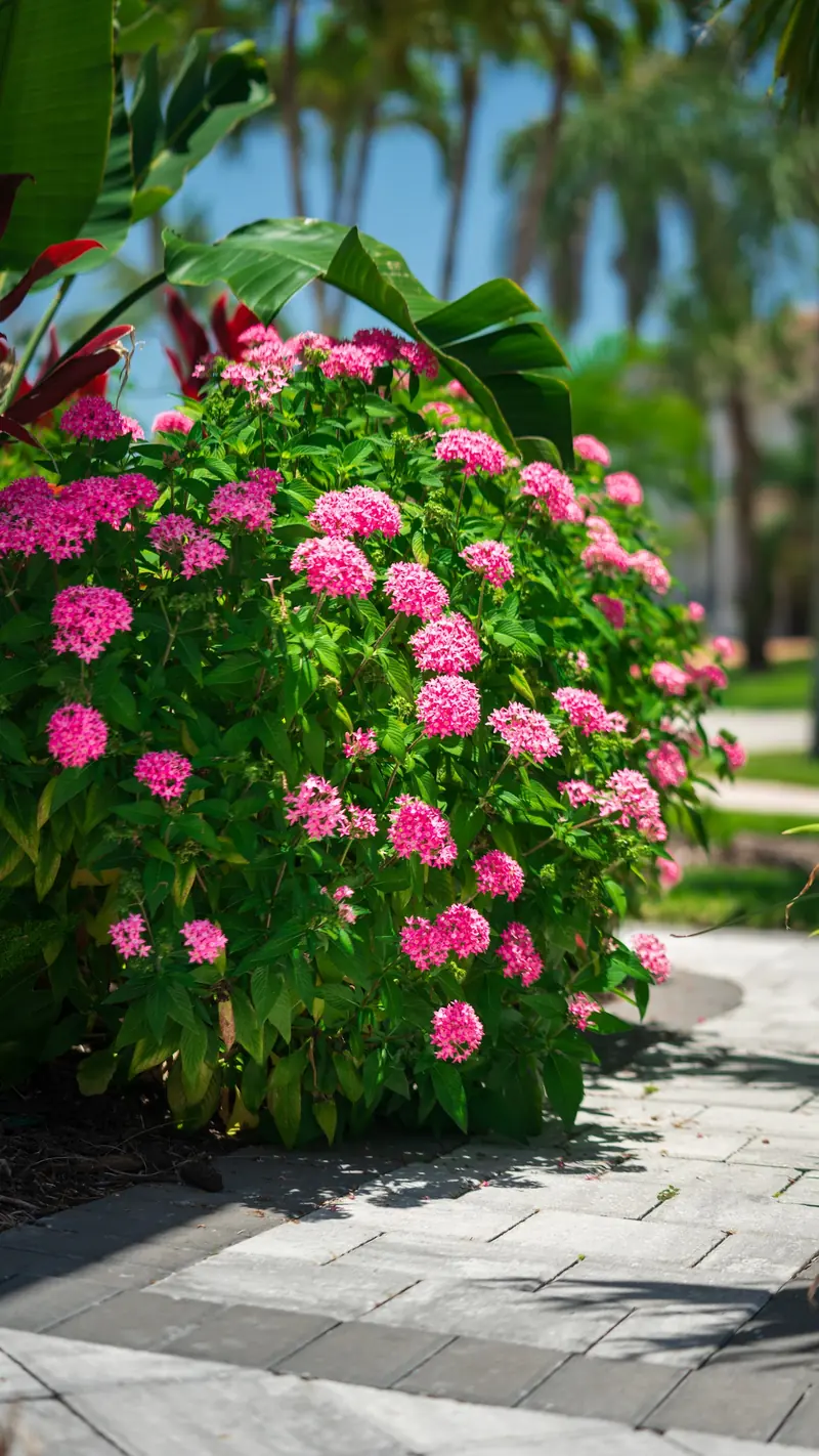 Clusters of pink blooms on a rounded shrub beside a paver walkway