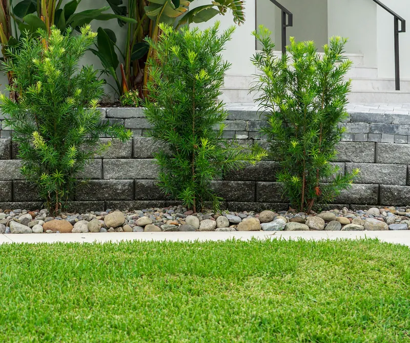 Stacked stone retaining wall with podocarpus shrubs and a river rock border above a lawn